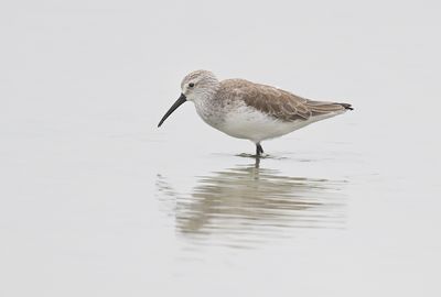 Curlew Sandpiper