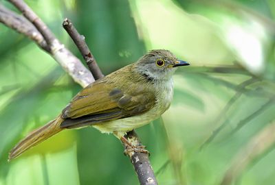 Spectacled Bulbul