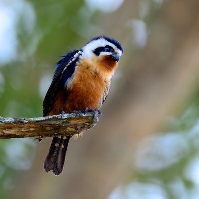 Collared Falconet