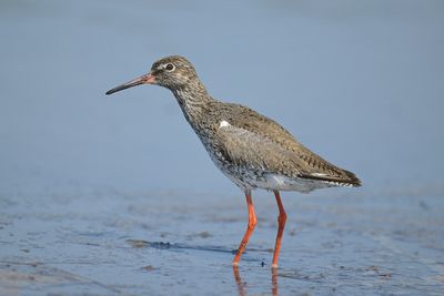 Common Redshank