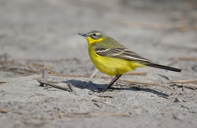 BLue-headed Wagtail