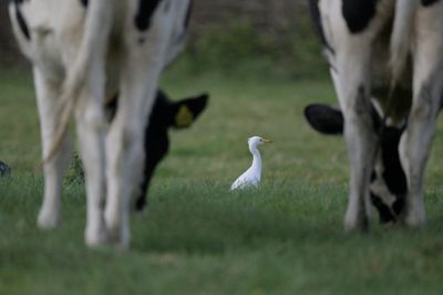 Western Cattle Egret