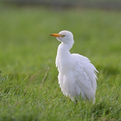 Western Cattle Egret 