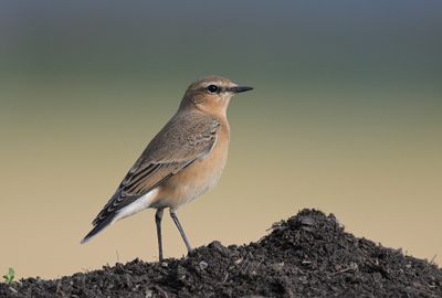 Northern Wheatear