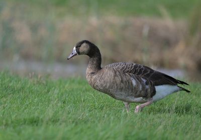 Greater White-fronted Goose