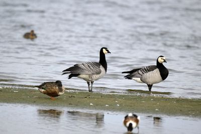 Canada Goose