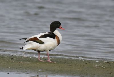 Common Shelduck
