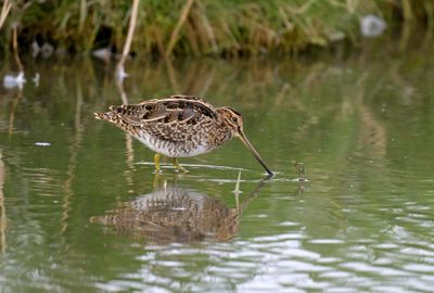 Common Snipe