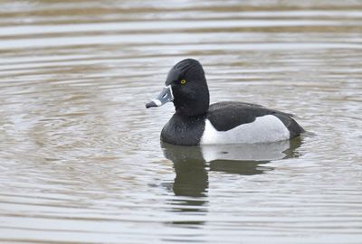 Ring-necked Duck