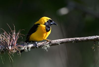 Yellow-backed Oriole