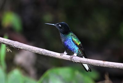 Velvet-purple Coronet