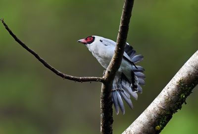 Masked Tityra