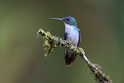 Andean Emerald