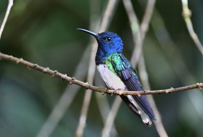 White-necked Jacobin