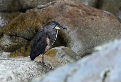 Fasciated Tiger-heron