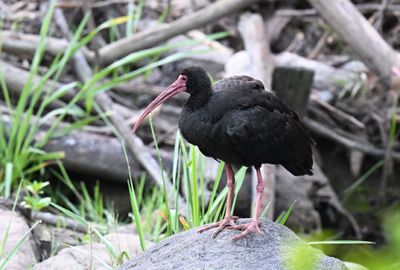 Bare-faced Ibis