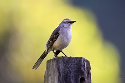Northern Mockingbird