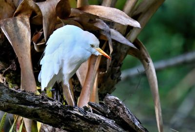 Western Cattle Egret