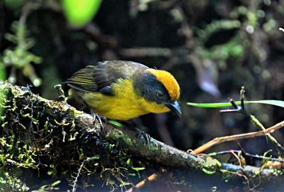 Tricolared Brushfinch