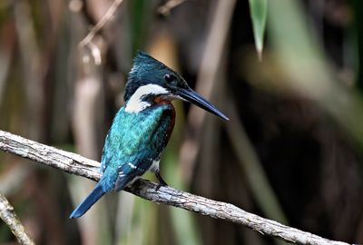 Green KIngfisher