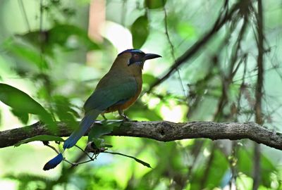 Whooping Motmot