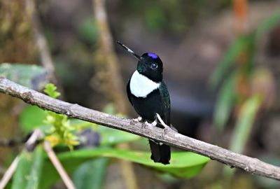 Collared Inca