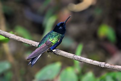Velvet-purple Coronet