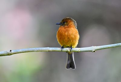 Andean Cinnamon Flycatcher