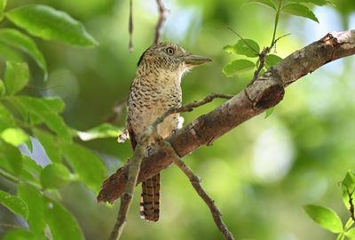 Barret Puffbird