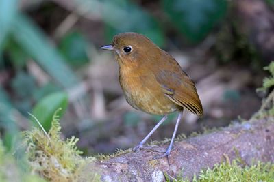 Muisca Antpitta