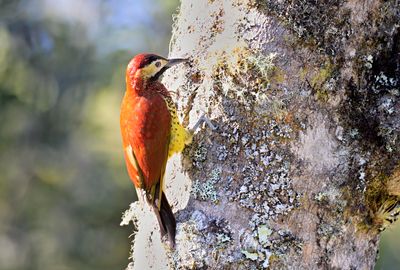 Crimson-mantled Woodpecker