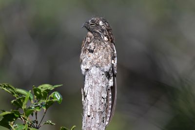 Andean Potoo