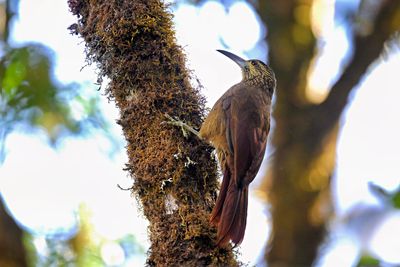 Amazonian Strong-billed Woodcreeper