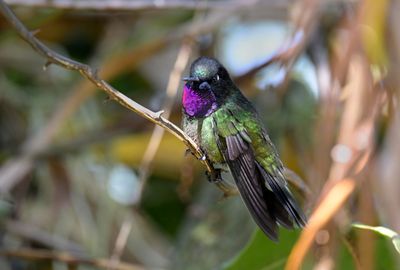 Purple-throated Woodstar - male