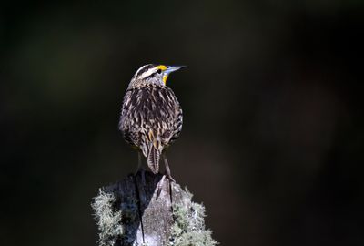 Eastern Meadowlark