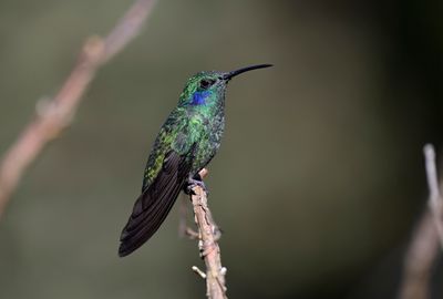 Andian Violetear
