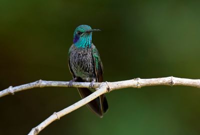 Andean Violetear