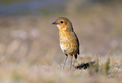 Western Tawny Antpitta