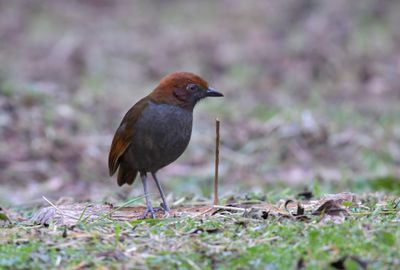 Chestnut-naped Antpitta