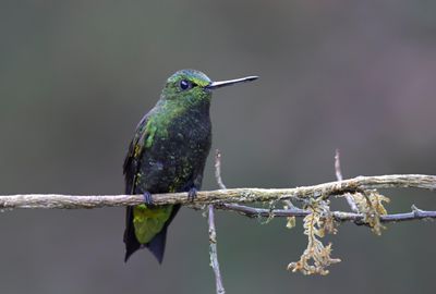 Black-tighed Puffleg