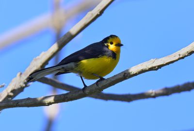 Golden-fronted Whitestart