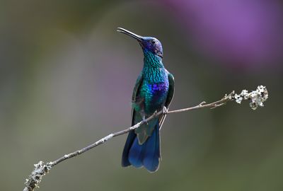 Sparkling Violetear