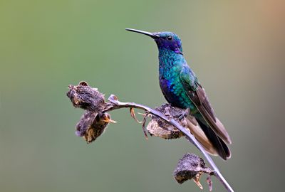 Sparkling Violetear