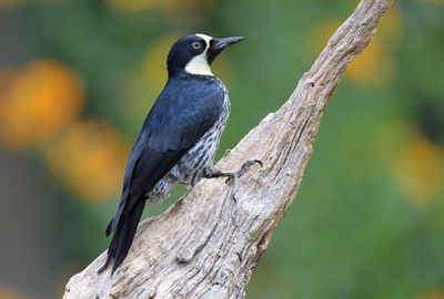 Acorn Woodpecker