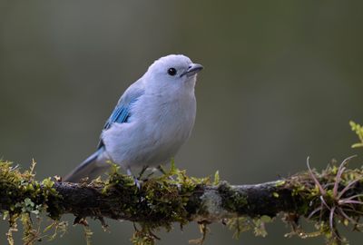 Blue-grey Tanager
