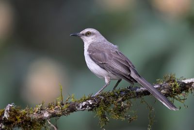 Tropical Mockingbird