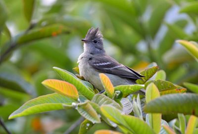 Yellow-bellied Elaenia
