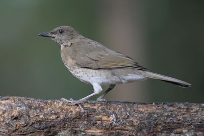 Black-billed Thrush