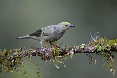 Palm Tanager