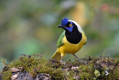 Inca Jay